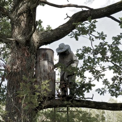 Tree-beekeeper at work. Fot. K. Heyke