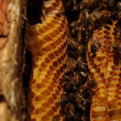 Inside the log hive. Fot. Bractwo Bartne