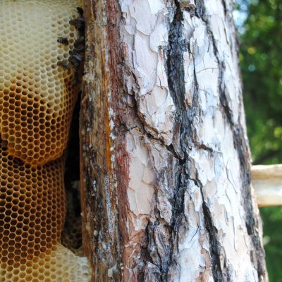 An open tree-hive. Fot. Bractwo Bartne