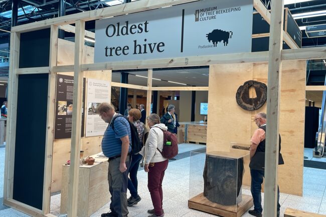 Central place of the pavilon was fragment of black oak dated for 620 AD with bee hive in it. Fot. Bractwo Bartne